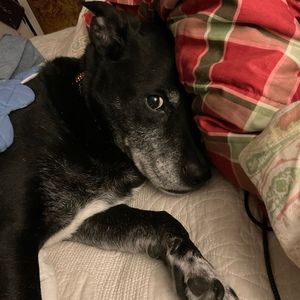 Meet your Posher, Priscilla